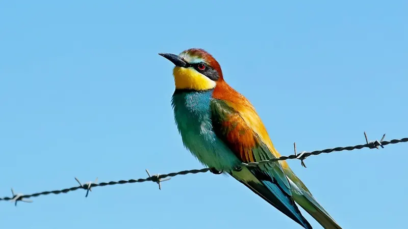 Un abejaruco europeo posado en un alambre, con el cielo azul detrás