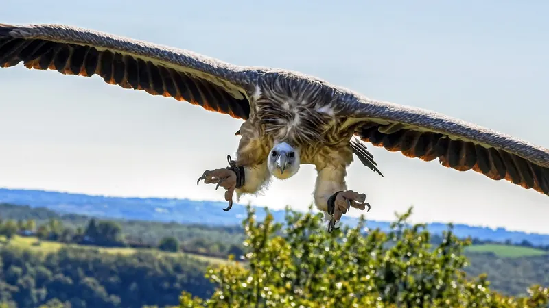 Un buitre leonado volando de frente sobre un valle